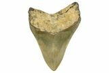 Serrated, Fossil Megalodon Tooth - North Carolina #378101-1